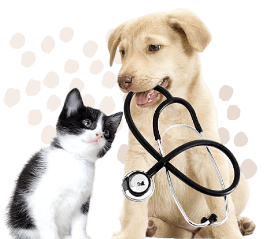 Dog and cat