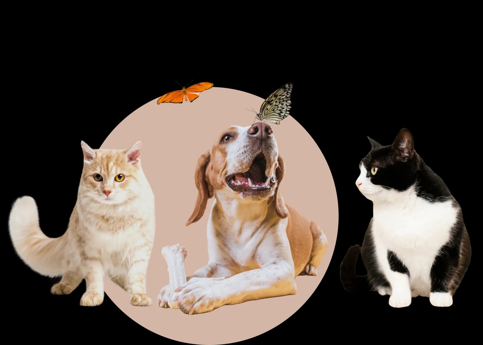 A cat, a dog and a cat looking up
